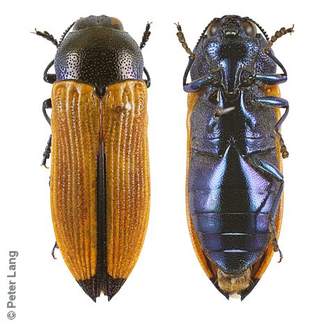 Castiarina parallelipennis, PL3081D, female, MU, 14.3 × 5.0 mm